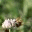 bloombranch.com