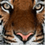 mytigertiger.wordpress.com