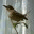 rememberwren.wordpress.com