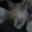 meowrr.wordpress.com
