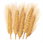 nd-fsma.com