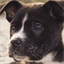 digidog.fi