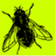 flyontheclassroomwall.wordpress.com
