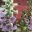 bloomingjunction.com