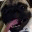bugsypug.wordpress.com