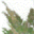 junipertrees.com