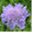 scabiosa.ch