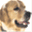 retrievercz.com
