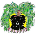 thetropicaldog.com