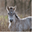 ahorsesview.com