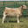 keetonshowsteers.com