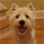 westiewatching.com