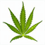 wildbranchhemp.com