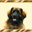 leonberger-of-leohearts.com