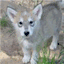 starcrosswolves.com