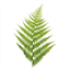 ci.cypress.ca.us