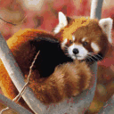 loveandredpandas.tumblr.com