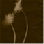 herbarium.cc