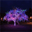 magic-tree.org