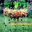 ashibytonoor.com