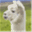 teesdale-alpacas.co.uk