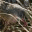 clapperail.wordpress.com