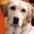 guidedog.wordpress.com
