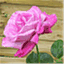 amicii-rozelor.ro