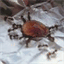 pasionfourmis.over-blog.com