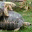 blog-de-tortue.com