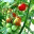mysimplegarden.wordpress.com
