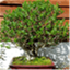 minbonsai.com