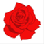 rosadoyle.com