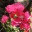 gr4mfi.wordpress.com