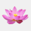 lotusgardenph.com