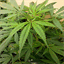 pure420.org