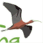 actiobirding.com