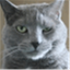 angryhousecat.com