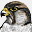 alhurrfalconry.com