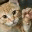 offlineexperiment.wordpress.com