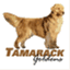 tamarackgoldens.wordpress.com