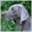 sinclairslegacy.weimaraner.fi
