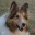 classiccanine.wordpress.com