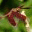 strawberrydragonfly.wordpress.com