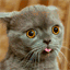 derpycats.com