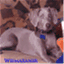 theweimaraner.wordpress.com