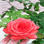 emorysgarden.com