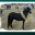 classicponyschirmer.wordpress.com