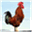 utilitypoultry.co.uk