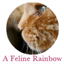 feline-rainbow.tumblr.com